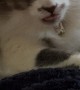 Cat Wiggles Its Tongue
