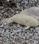 Baby Seal Settles In For Seaside Nap