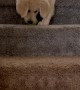 Puppy Throws Ball Down Steps