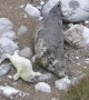 Seal Pup Softly Stroked By Mother