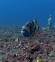 Titan Triggerfish Protects Its Nest
