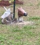 Unicorn Mask Squirrel Feeder
