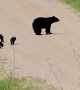 Mother Bear With Five Cubs In Mesick, Michigan