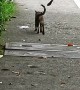 Cheeky Bird Pesters Wandering Cat