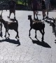 Goats Escape the Petting Zoo