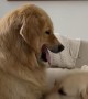 Golden Retriever Tests Big Sister's Patience