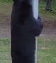 Bear Attempts to Steal Bird Feeder