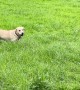 Dog Takes An Unnecessary Shortcut