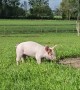 Orphaned Piglet Introduced to New Friends