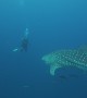 Diver Has a close Encounter With a Whale Shark