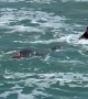 Sea Lion Chases Surfer