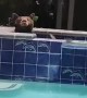 Bear Takes a Dip in Hot Tub