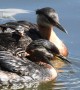 Grebes Tend to Their Young