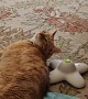 Butterfly Toy Gets All Up in Cat's Face