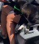 Cool Dog Wears Sunglasses On Motor Scooter