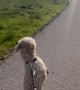 Upright Dog Goes On Morning Walk