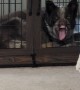 Dog Makes Funny Face In Crate