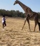 Giraffe Greeting Goes Awry