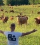 Man Gives Speech to Adoring Bovine Audience