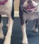 Two Boston Terriers on a Treadmill
