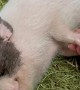 Little Pig Enjoys Sleepy Snuggles
