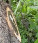 Water Shoots From Tree After branch Removal