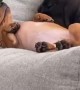 Dachshund Cuddles With Bigger Buddy
