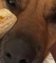Dog and Bearded Dragon Are Besties