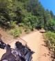Bear Cub Crosses Biker's Path