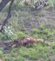 Cheetah Feeding on Pregnant Impala