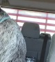 Blue Heeler Puppy Chooses His Human Over Hot Dog