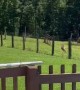 Deer Hops Fence and Runs With Dogs