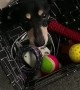 Dog Gets His Head Stuck In Toy Basket