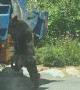 Bear Cub Climbs Onto Garbage Truck