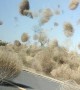 Tumbleweed Twister In Lake LA