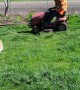 Golden Retriever Goes For Ride on Lawn Mower