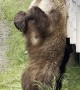 Brown Bear Finds the Perfect Back Scratcher