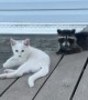 Raccoon Hangs Out With Kittens