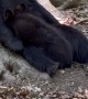 Mama Bear Feeds her Cub