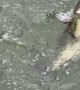 Mink Tries to Steal Fisherman's Catch