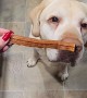 Labrador Retriever Knows What Treats He Likes
