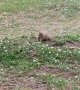 Prairie Dog Becomes Disc Golf Cheerleader
