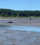Dolphins Stranded by Low Tide in Cape Cod