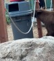 Black Bears Feast on Trash