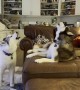 Corgi Puts Up With His Husky Roommates' Racket