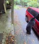 Bear Tries to Open Car Door