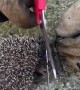 Helping a Tiny Hedgehog Tangled in a Net