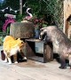 Hungry Badger Unbothered by Cat