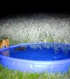 Wildlife Checking Out the New Pool