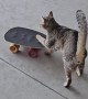 Kibrit The Skateboarding Cat